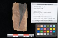 Foto (Objekt + Etikett) von Myrica lignitum Unger (NHMW-GEO-2024-0188-0639)